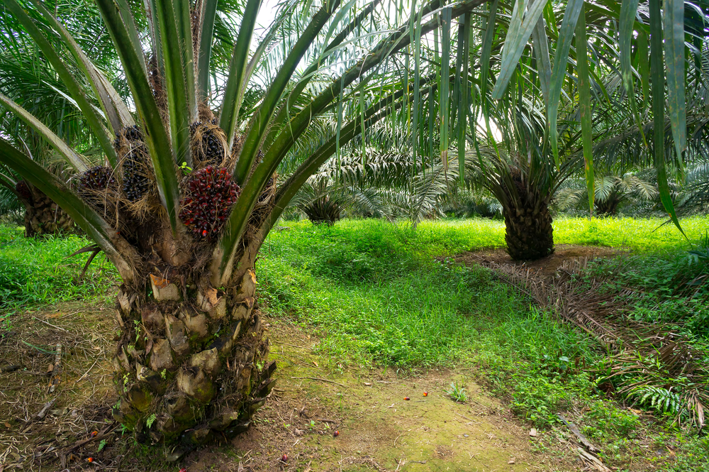 Palmöl